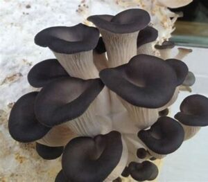 uk mushrooms