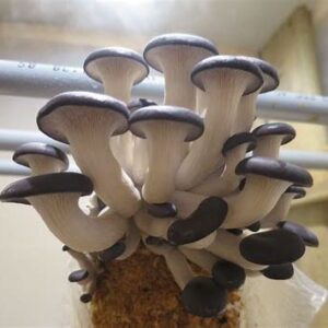 Black Oyster Mushroom