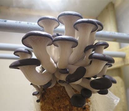 Black Oyster Mushroom