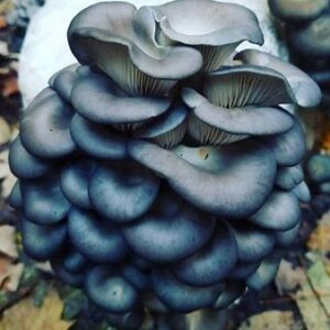 psilocybin mushrooms uk