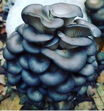 psilocybin mushrooms uk