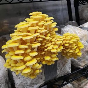 Golden Oyster Mushroom
uk mushrooms