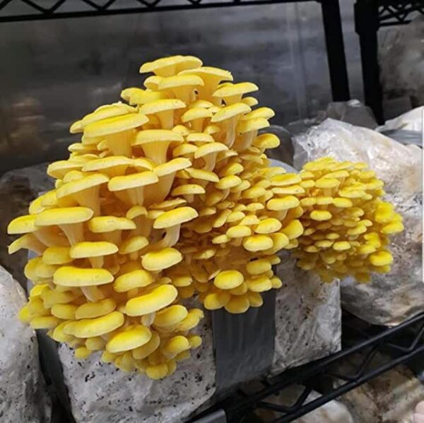 Golden Oyster Mushroom uk mushrooms