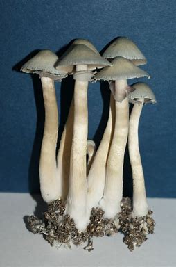 albino mushroom spores