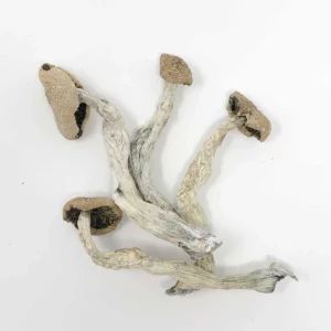 amazonian mushrooms dosage