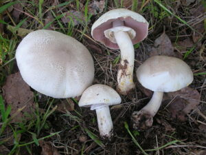 brown field mushroom