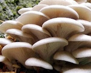 buy oyster mushrooms uk