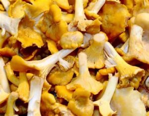 chanterelle mushrooms uk
