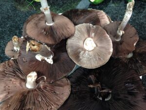 field mushroom identification