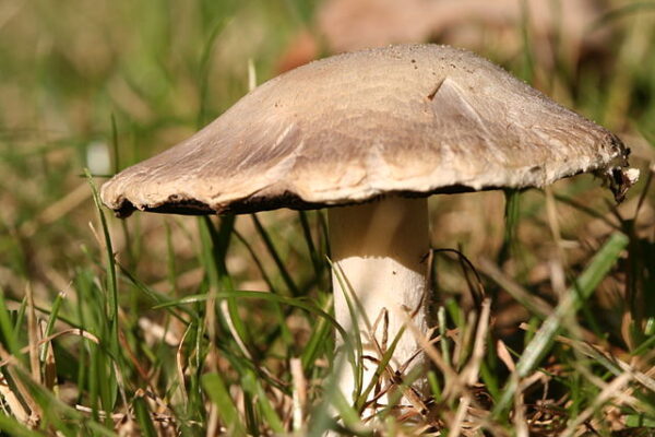 field mushroom identification uk