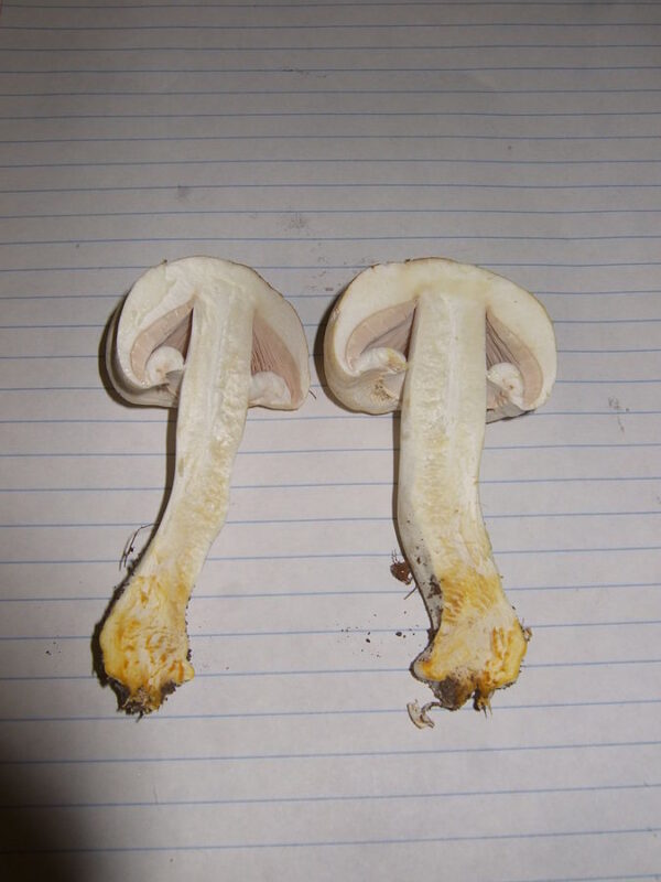 field mushroom recipe