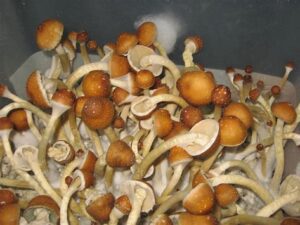 golden teacher mushroom effects