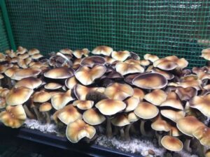 golden teacher mushroom grow kit