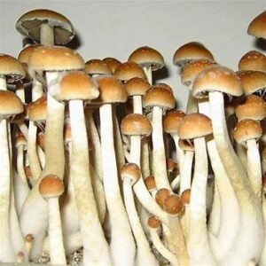 golden teacher mushroom wiki