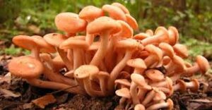 purple mushroom uk