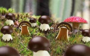 mushroom chocolate bar