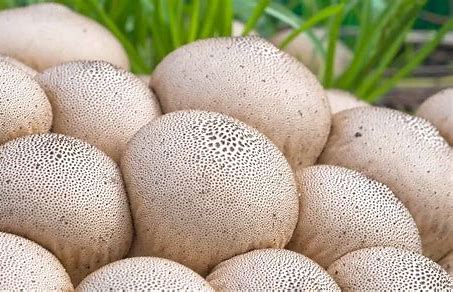 puffball mushrooms
