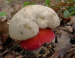 edible wild mushrooms uk