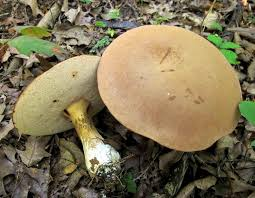 edible uk mushrooms