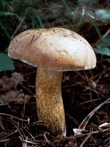 wild edible mushrooms uk