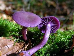 fly agaric edible mushrooms uk