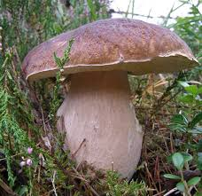 how to identify edible mushrooms uk