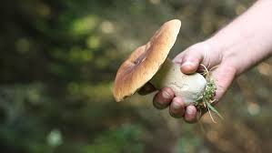 edible mushrooms uk october