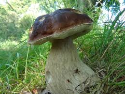 large edible mushrooms uk