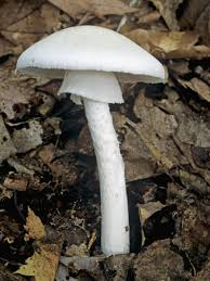 uk edible mushrooms