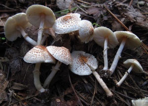edible mushrooms in uk