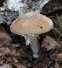edible mushrooms uk identify