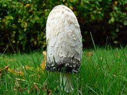 edible field mushrooms uk