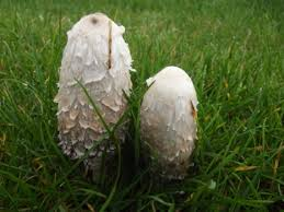 edible garden mushrooms uk