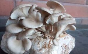 uk mushroom spores
