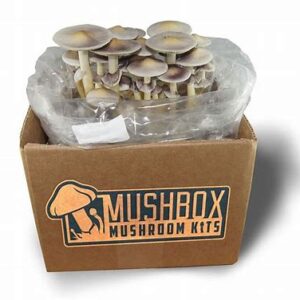 MushBox Grow Kit chanterelle mushrooms