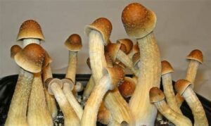 Albino Penis Envy mushroom spores