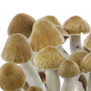 Ecuador Spores
uk mushrooms