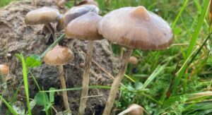 Magic Mushrooms in the UK