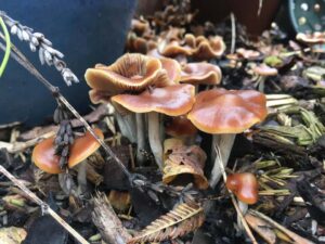 Psilocybe cyanescens buy psilocybin mushrooms uk