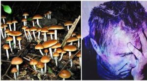 magic mushroom hallucinantions