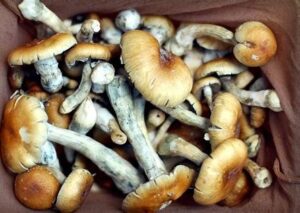 buy magic mushrooms uk