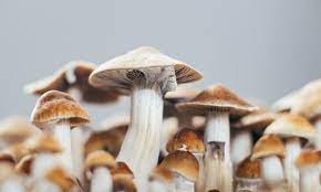 magic mushroom spores uk