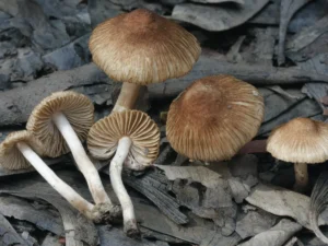 magic mushrooms in uk